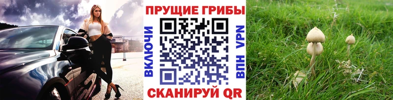 Псилоцибиновые грибы Psilocybe  hydra ссылки  Харовск 